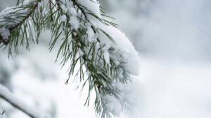 winter branches